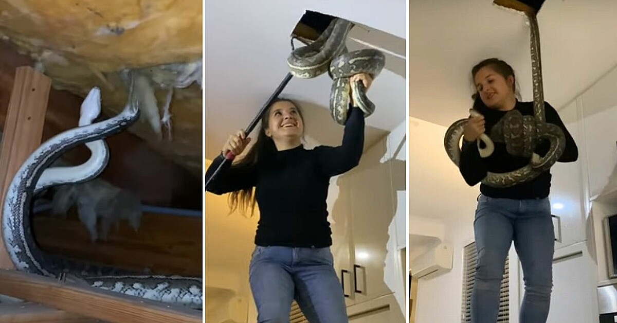 VIDEO Cazadora atrapa a dos enormes pitones del techo de una casa
